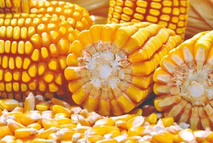 الصين تستورد 240,00 طن من الذرة الأوكرانية