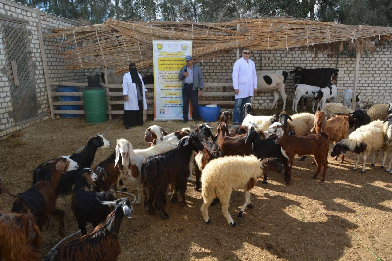 "بحوث الصحراء" يطلق قوافل إرشادية وبيطرية لدعم مربي الثروة الحيوانية بمنطقة المغرة