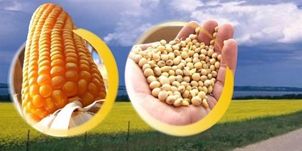 "سلال الإيرانية" تطرح مناقصة لشراء 180 ألف طن الذرة و120 ألف طن من كسب الصويا