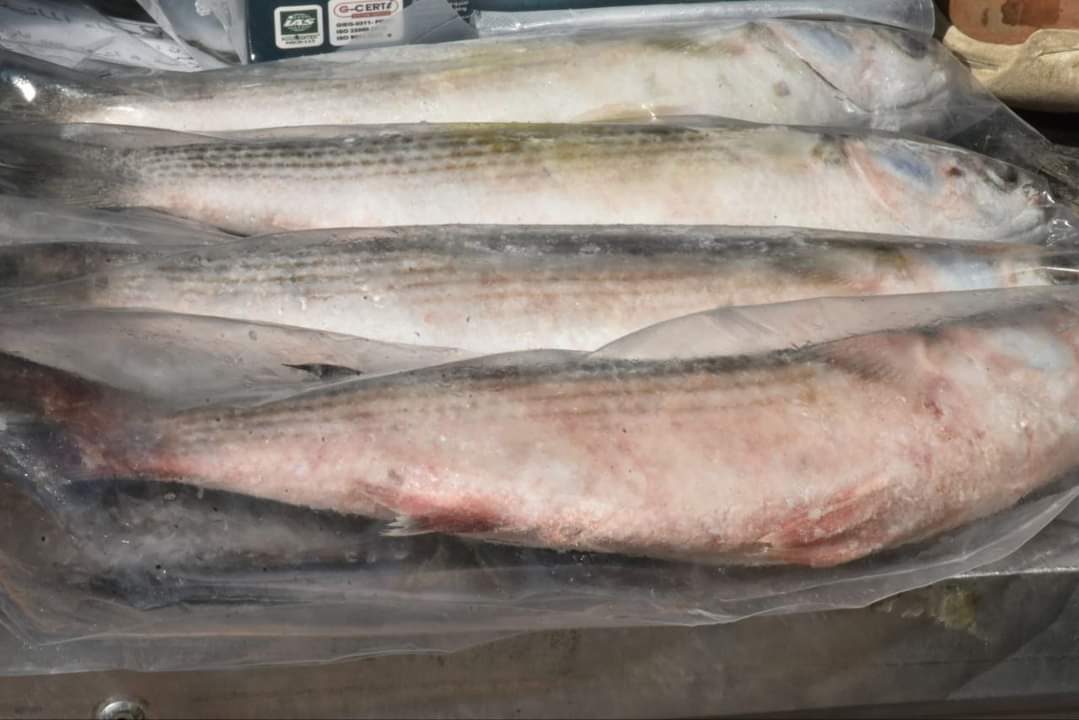 بأسعار مخفضة طرح أسماك بمنفذ مديرية الطب البيطرى فى الزقازيق