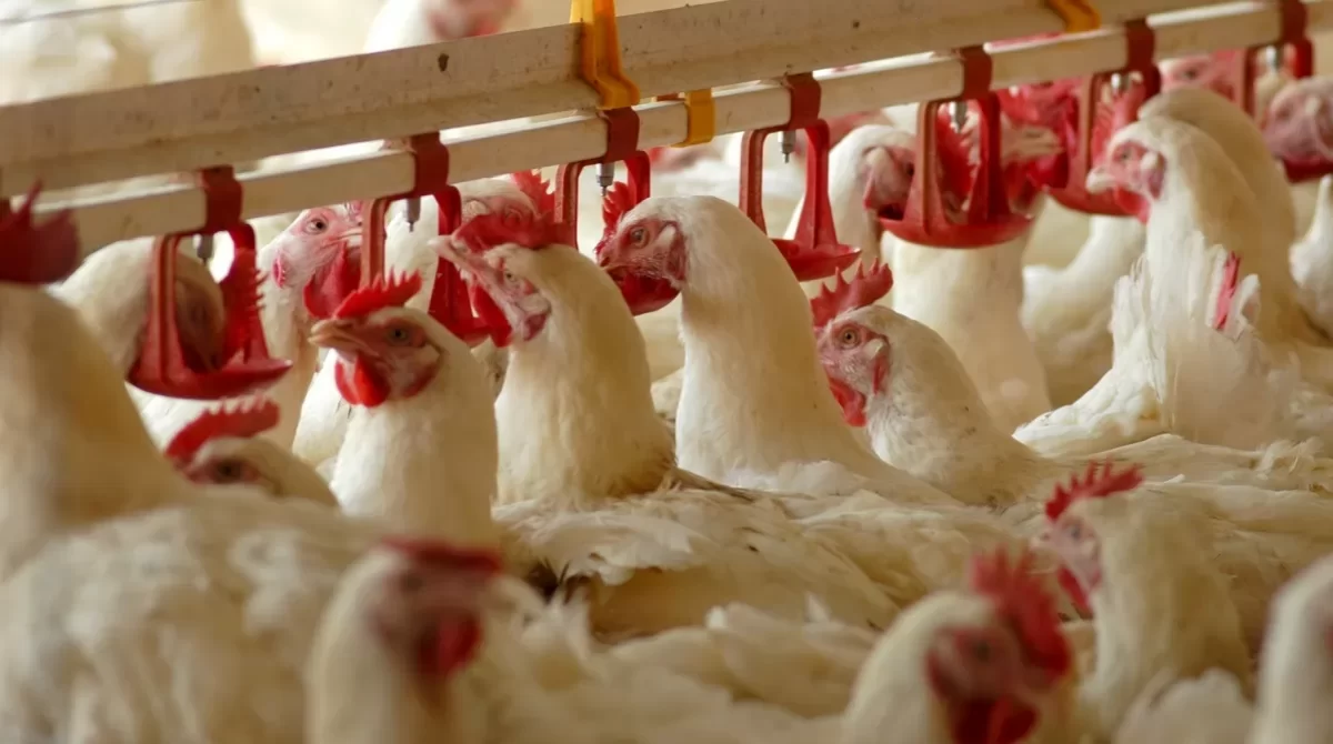 استقرار أسعار الدواجن البيضاء عند 65 والساسو يتراجع لـ105 جنيه في المزرعة