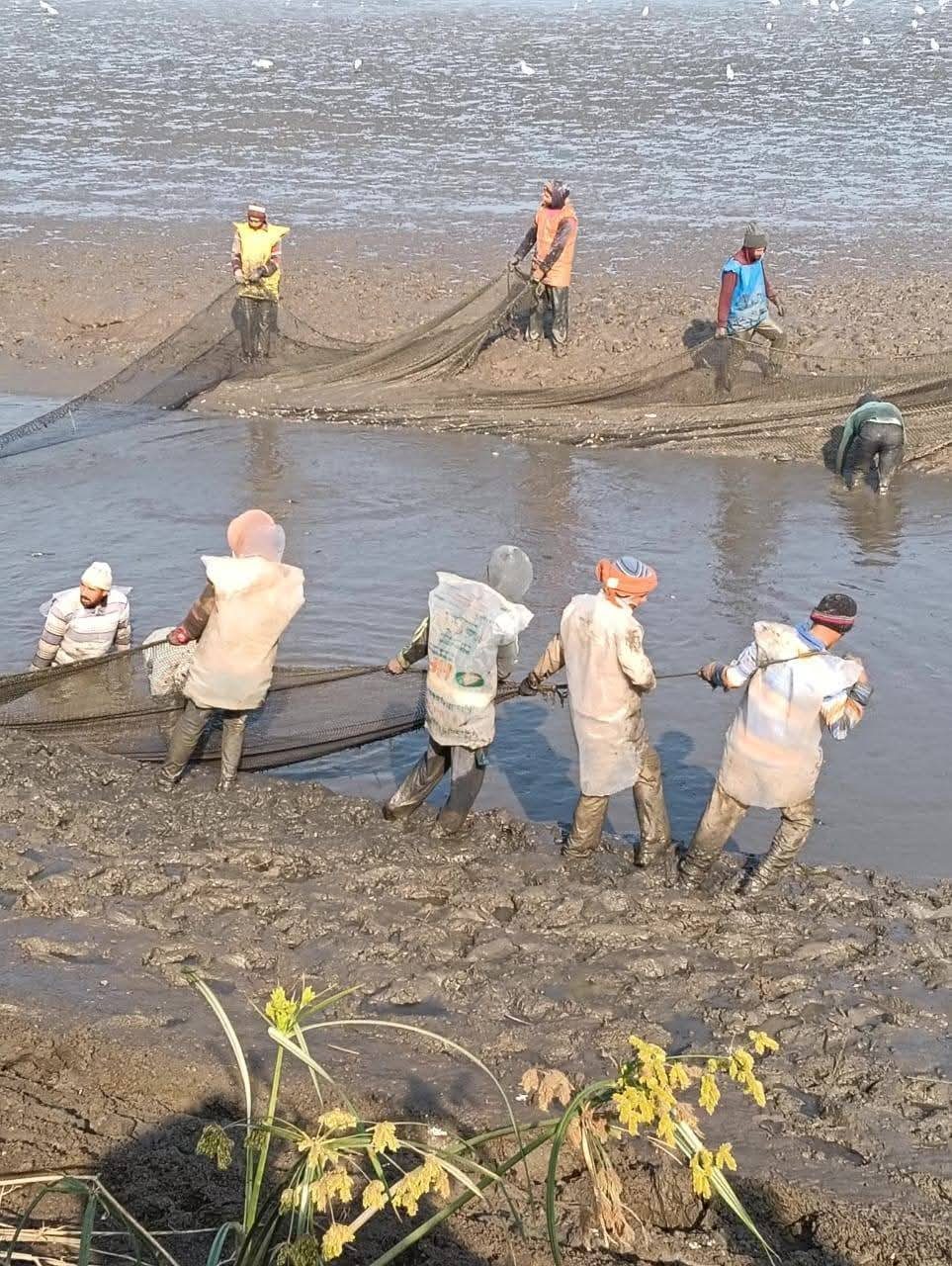 افتتاح موسم الصيد بمزرعة الزاوية السمكية بكفر الشيخ