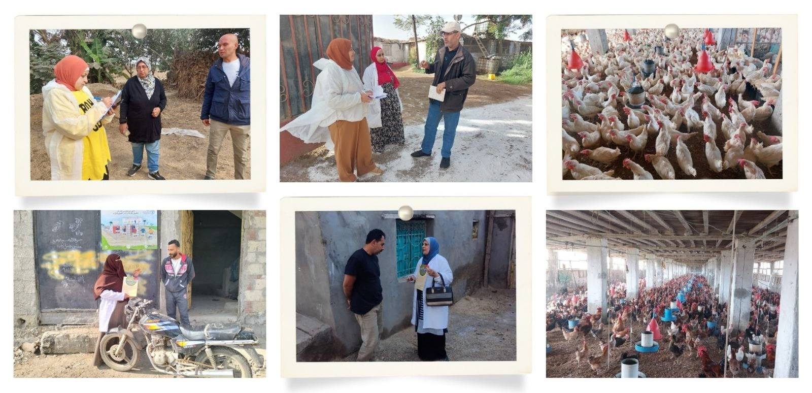 لدعم 100 ألف مربي.. "الزراعة" تنفذ أكثر من 8600 ندوة إرشادية بيطرية خلال نوفمبر