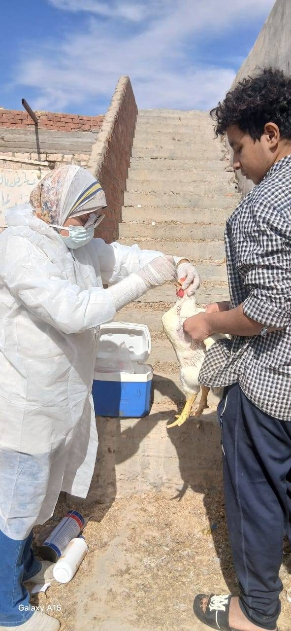 "الزراعة" تعلن تحصين أكثر من 1.35 مليون طائر خلال نوفمبر