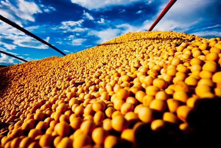 مصر أبرز الوجهات.. صادرات فول الصويا الأوكراني تسجل مستوى قياسي لموسم 2024