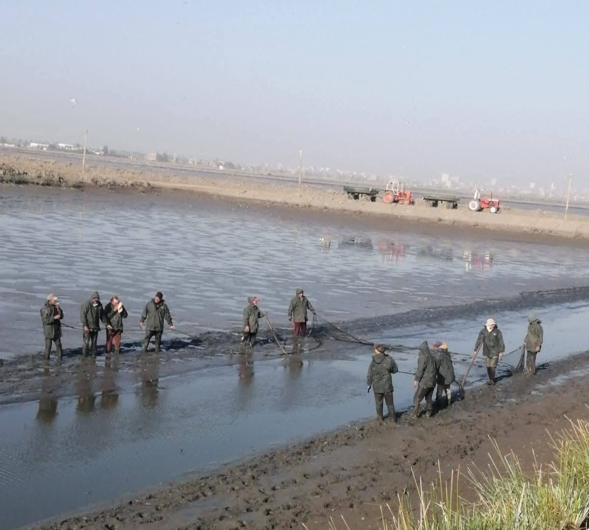 تنمية البحيرات: استخراج 42 طنًا من الأسماك ضمن أعمال الحصاد بمزرعة المنزلة السمكية