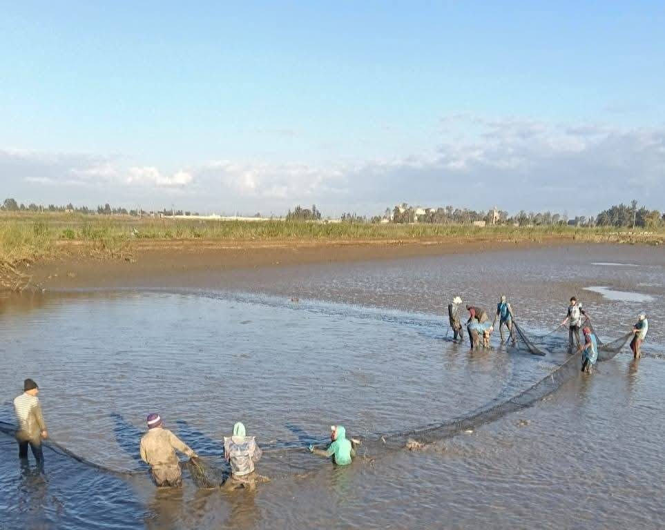 "تنمية البحيرات" يواصل أعمال الصيد بمزرعة الزاوية السمكية بكفر الشيخ