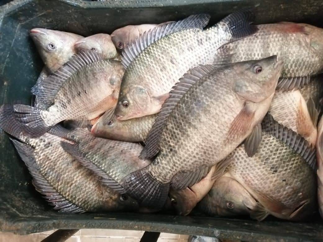 مزرعة المنزلة السمكية تنتج 20 طن من أسماك البلطي بنظام الاستزراع السمكي
