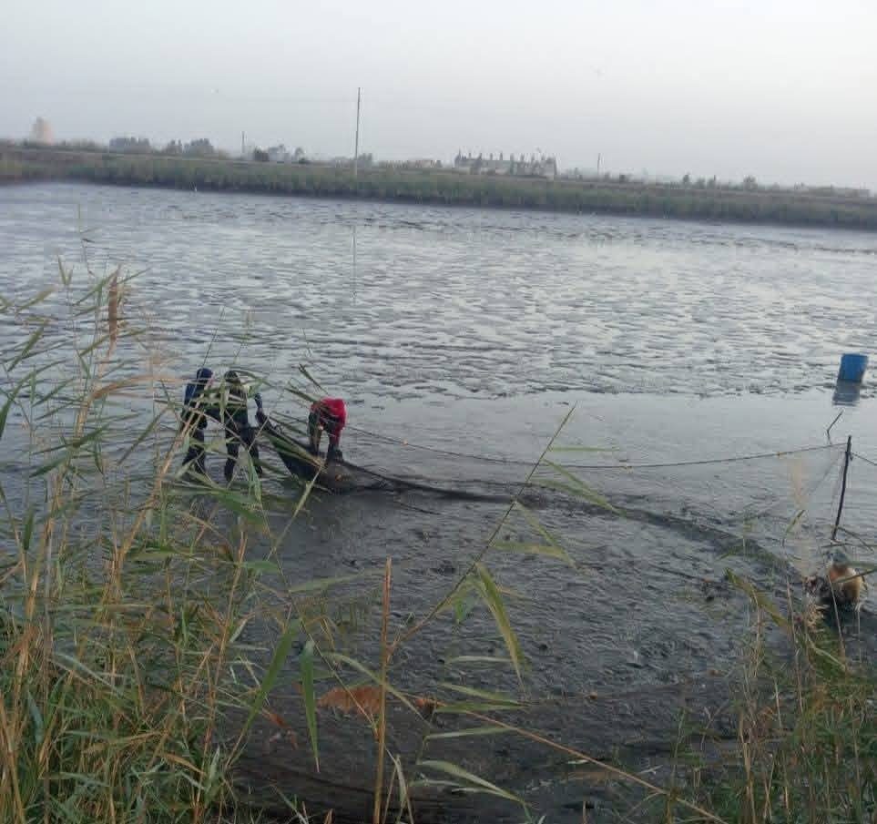 انطلاق موسم الصيد بمحطة تحضين الخاشعة السمكية في إطار خطة الجهاز لزيادة الإنتاج السمكي