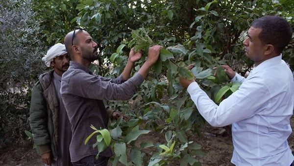 فحص الأشجار بقر ية الروضة