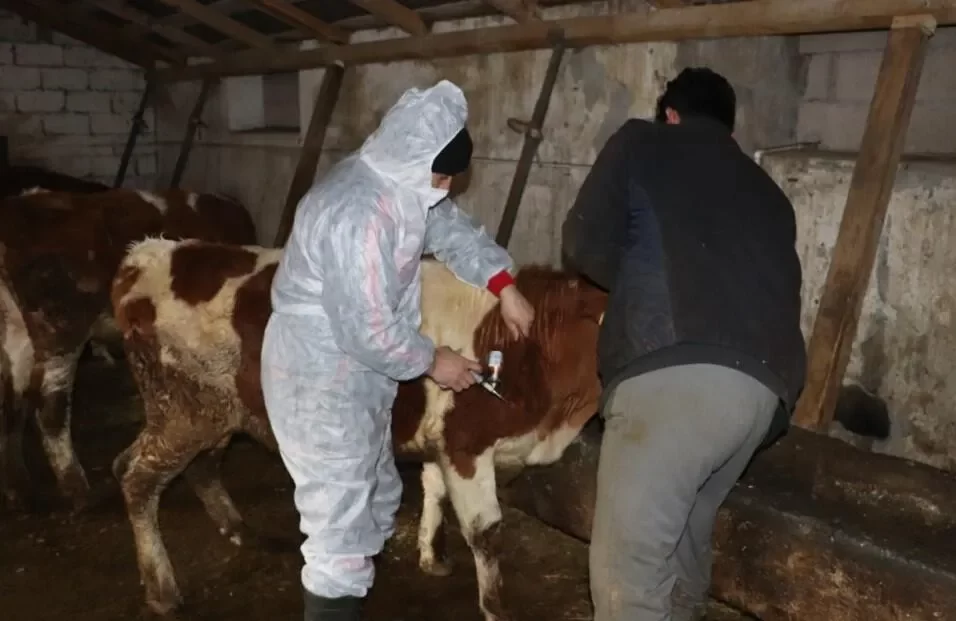 السعودية تعلن رفع الحظر المؤقت عن المواشي التركية