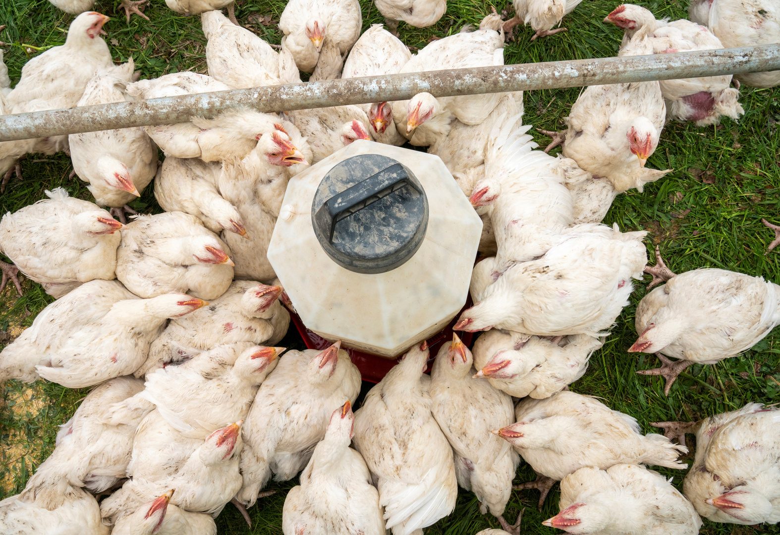 التموين: احتياطى الدواجن فى مصر يغطى 7 شهور