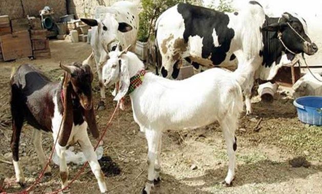 انطلاق حملات الكشف عن الأضاحي بشمال سيناء