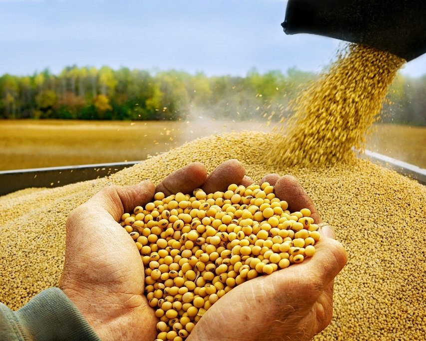 معالجة فول الصويا الأرجنتيني تبلغ أعلى مستوى له منذ 8 أشهر في يونيو