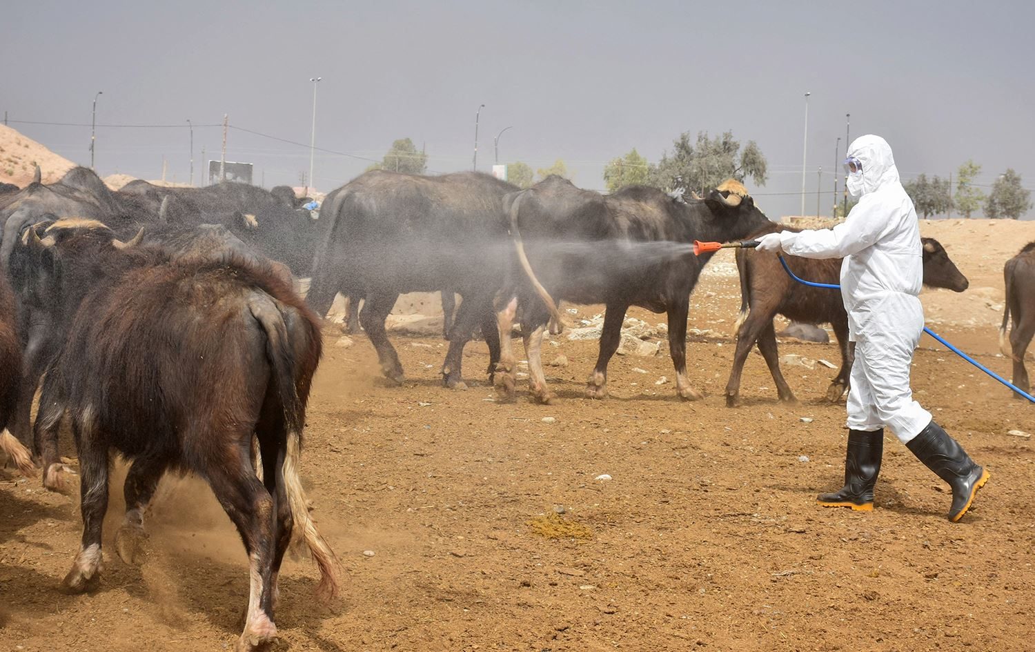 العراق| الزراعة تطلق فرق ميدانية لرصد إصابات الحمى النزفية ورش المواشي