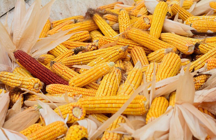 سوفيكون تخفض توقعاتها لإنتاج الذرة الروسية إلى 13.4 مليون طن لعام 2025