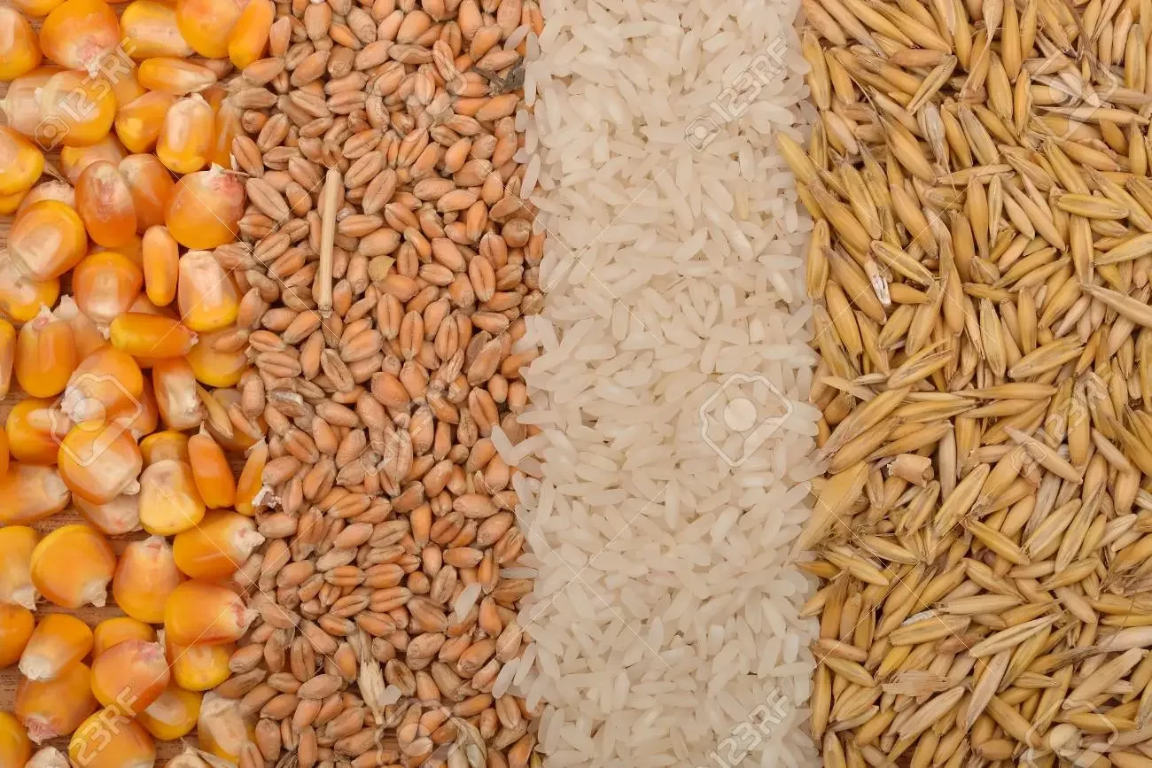 الحبوب الروسية