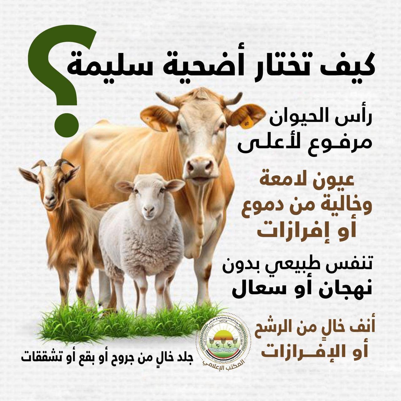 اختيار الأضحية واللحوم