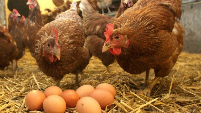 أسعار الدواجن والبيض والكتاكيت 7 يناير 2024 بالمزارع
