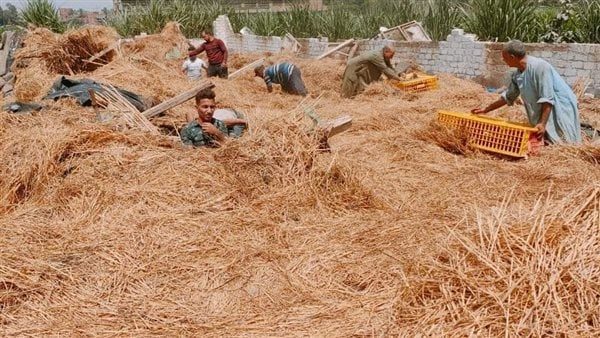 نفوق 2000 دجاجة إثر انهيار مزرعة دواجن بالمنوفية