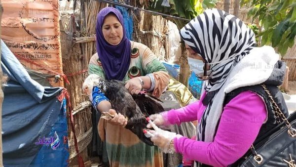 بيطري الإسماعيلية يدشن ندوات توعية بالمدارس لكيفية تربية الطيور والدواجن الآمنة