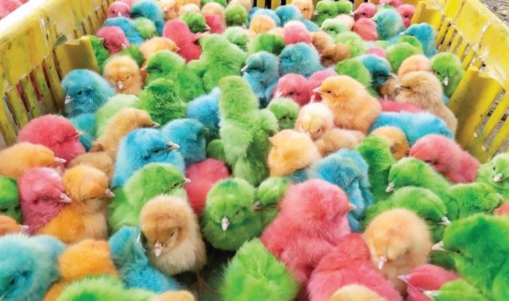 أسعار الكتاكيت اليوم السبت 3-12-2022 في الأسواق