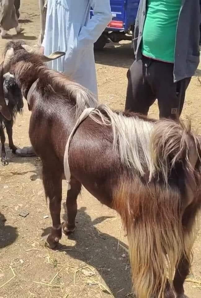 أغلى جدى بمصر.. كبش في سوق مواشى دمنهور يثير الجدل بسبب بيعه بـ18 ألف جنيه