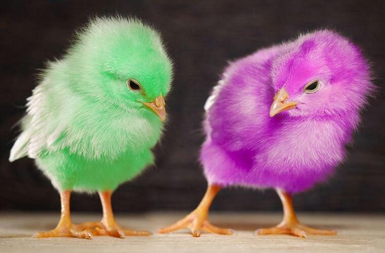 خاص| القصبي: ارتفاع جديد في أسعار الكتاكيت الأسبوع القادم