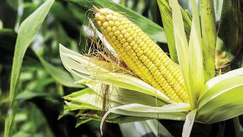 بورصة السلع: مصر تستورد 233 ألف طن ذرة منذ بداية 2023