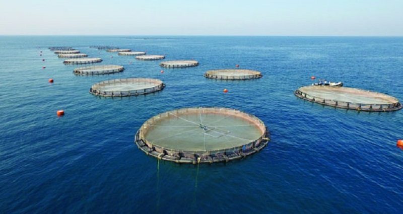 اعتماد وحدة طب الأحياء المائية دوليًا