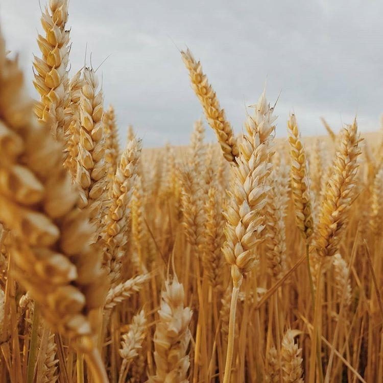 انخفض إنتاج الحبوب الروسي إلى 125 مليون طن في عام 2024