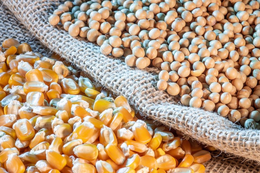 صادرات البرازيل من فول الصويا والذرة تقدر بـ760.9 مليون دولار في الربع الأول من عام 2024