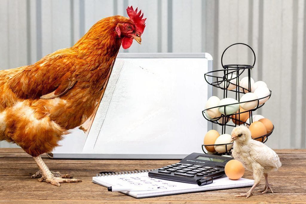 استيراد الكتاكيت