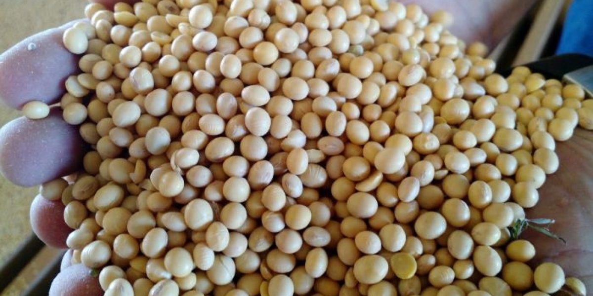 الولايات المتحدة تبيع 327.650 ألف طن من فول الصويا دون الكشف عن وجهتها