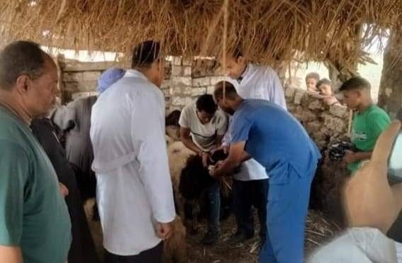 بيطري المنيا: الانتهاء من تحصين 352 ألف رأس ماشية ضد الأمراض الوبائية