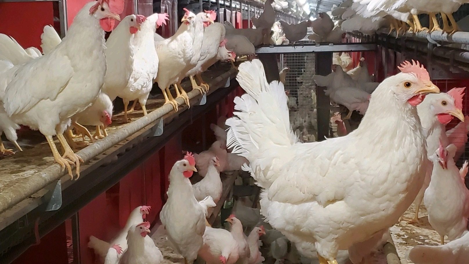 أسعار الدواجن اليوم.. ارتفاع التسمين جنيهان والساسو يواصل التراجع لـ95 جنيه في المزارع