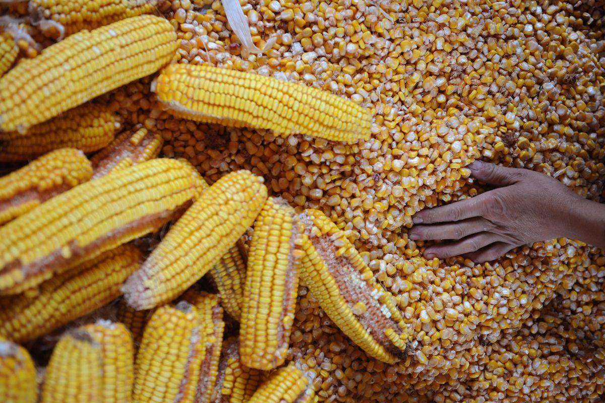 كوريا الجنوبية تشتري 132 ألف طن من الذرة الأمريكي