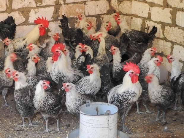 الزراعة: استنباط 14 سلالة جديدة من الدواجن