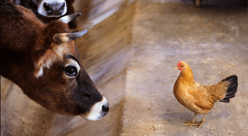 زيادة إنتاج الماشية والدواجن في الاتحاد الروسي بنسبة 3.1٪ في عام 2023