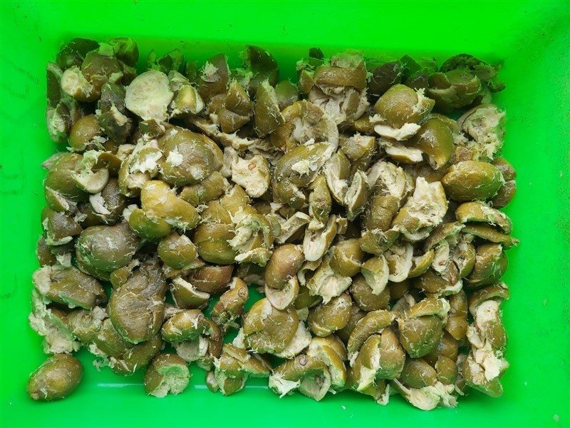 معهد بحوث الحيوان الصيني: إعادة استخدام االمخلفات الزراعية كعلف للماشية والدواجن يقلل انبعاثات الكربون