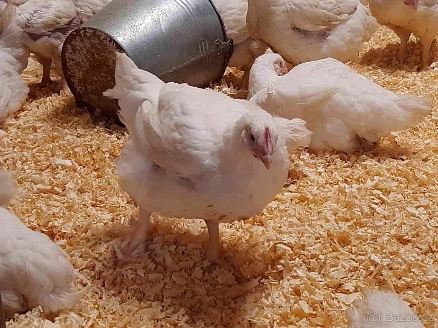 خاص| شعبة الدواجن تزف بشرى سارة: كيلو الفراخ بـ80 جنيه في رمضان