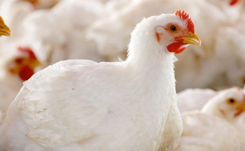 أسعار الدواجن.. التسمين يحافظ على استقراره والكيلو يسجل 60 جنيه في المزرعة