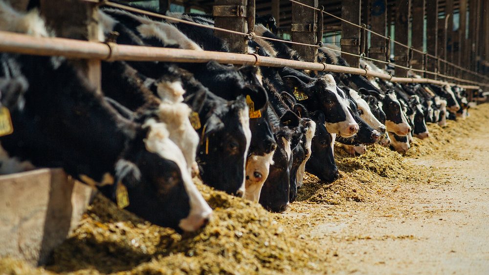 أسعار علف المواشي اليوم السبت 26 يوليو 2025