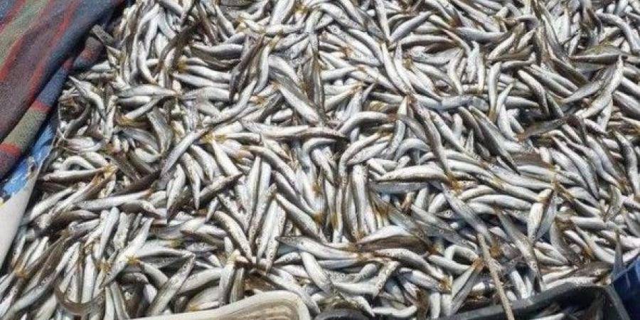 مصر تمنح 34 شركة روسية تراخيص توريد أسماك للسوق المحلي