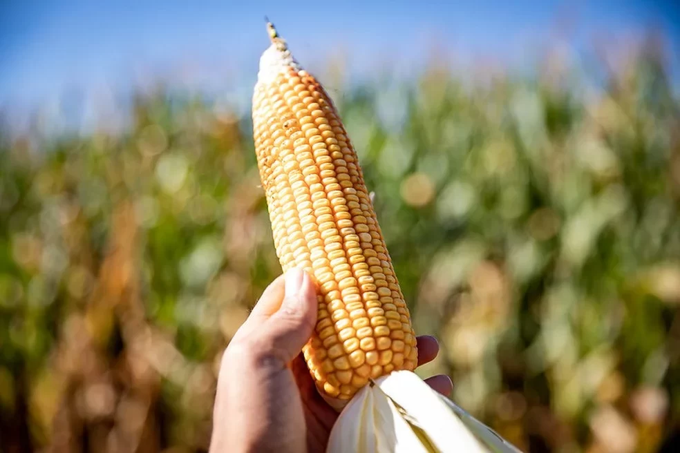 حصاد 2622 فدانا من إجمالي 4700 لمحصول الذرة الشامية ببورسعيد