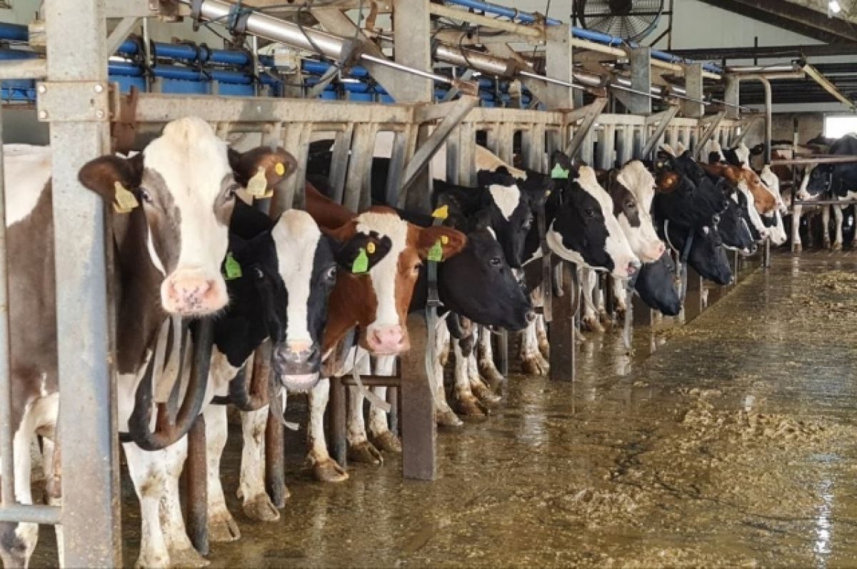 أستاذ تربية يكشف تأثير  إضافات الأعلاف العشبية في زيادة إنتاج المواشي للحوم والألبان