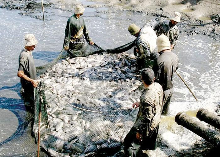 مستشار وزير الزراعة يستعرض جهود الدولة فى مجال الاستزراع والثروة السمكية| (فيديو)