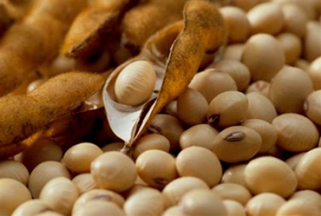 الزراعة الأمريكية: مبيعات فول الصويا الأسبوعية أعلى من التوقعات رغم غياب الصين