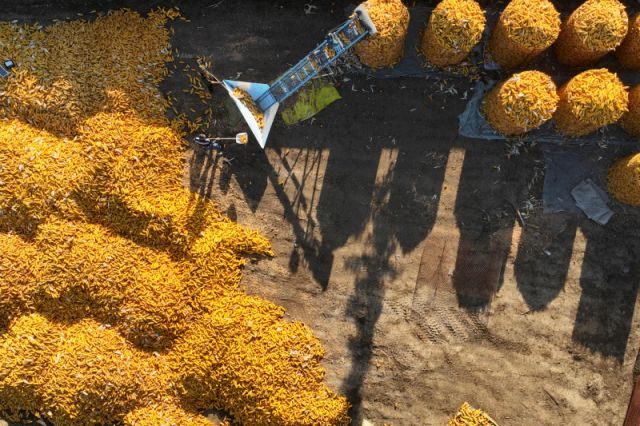 فاو: مخزونات الحبوب العالمية تصل إلى مستوى قياسي في موسم 2023-2024