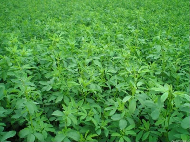 البرسيم أبرزها.. أستاذ تغذية حيوان يوضح أهم بدائل الأعلاف من المحاصيل الشتوية